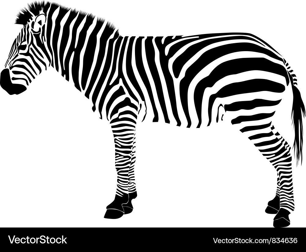 Zebra Silhouette vector image