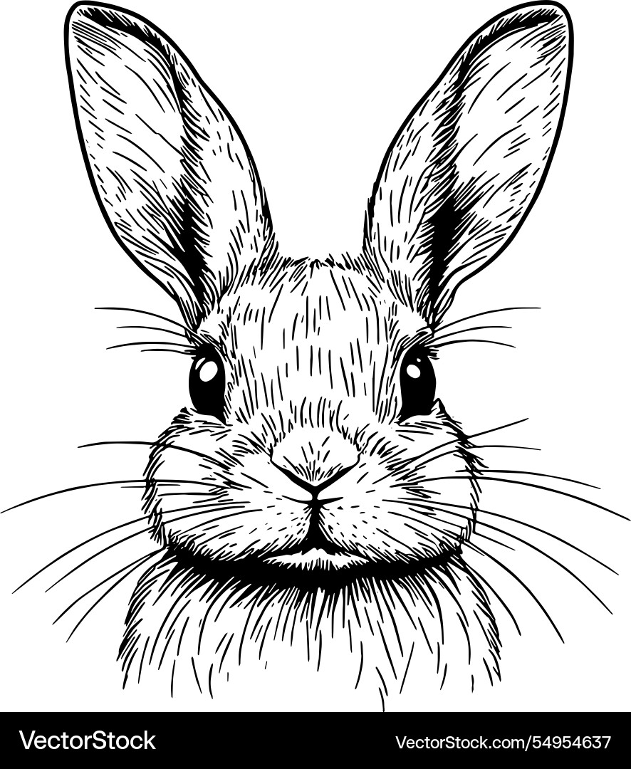 Cute Bunny Royalty Free Vector Image Vectorstock