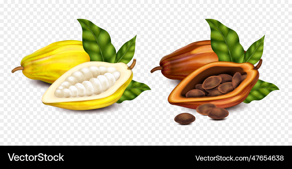 Cocoa Bean Compositions vector image