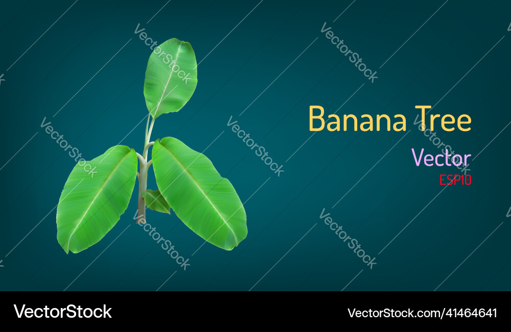 Realistic banana tree and branch elements eps10 Realistic banana tree and branch elements eps10 Vector Image