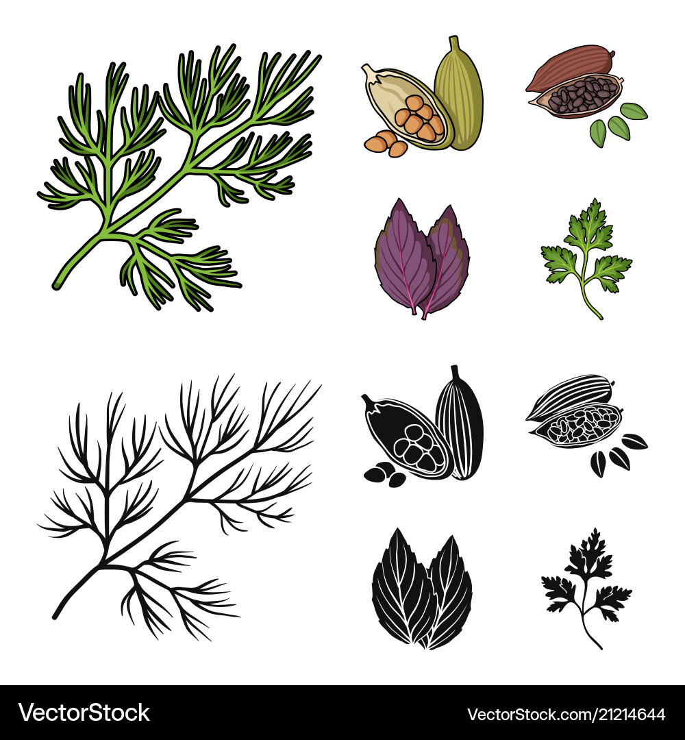 Dill cocoa beans basilherbs and spices set Vector Image