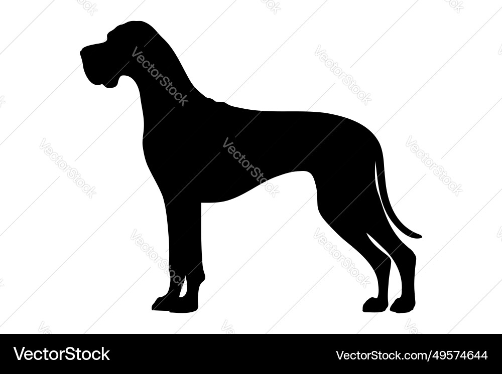 Great Dane Silhouette Vector Image