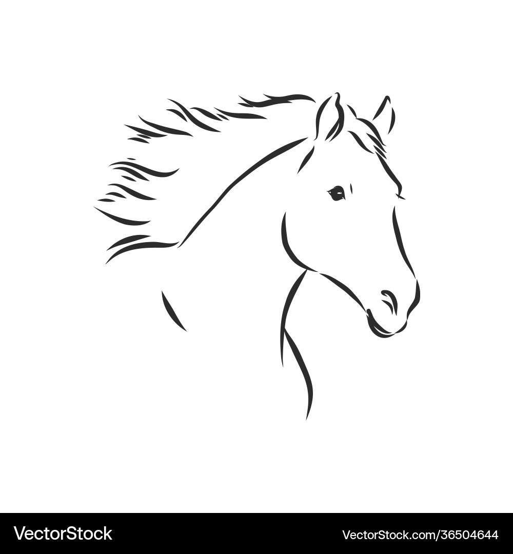 Horse - black and white outline beautiful Horse - black and white outline beautiful vector image
