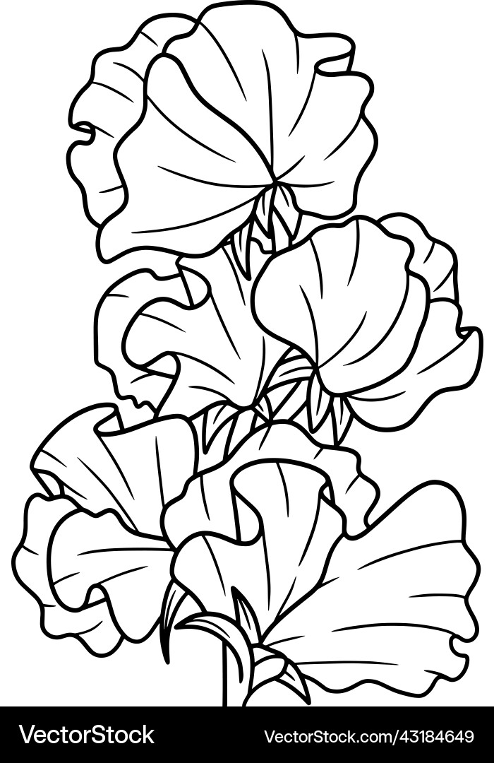 Sweet Pea Flower Malvorlage Vektorbild