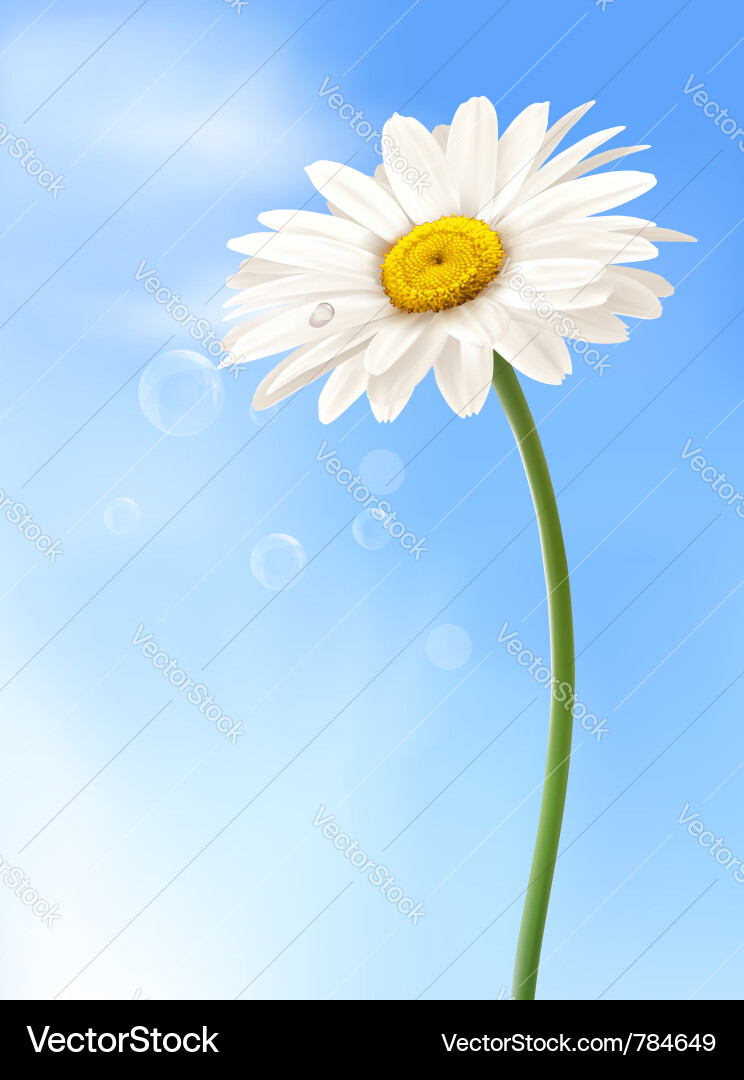 White Daisy in Blue Sky Vector Image