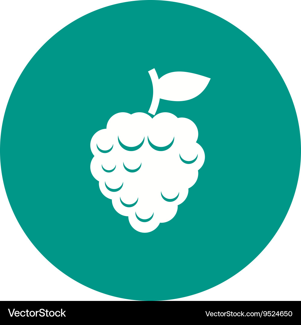 Raspberry vector image