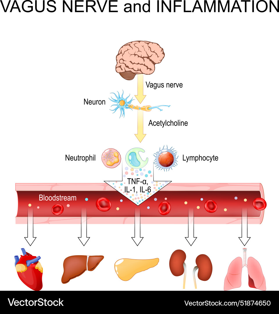 Vagus nerve and inflammation Vagus nerve and inflammation vector image