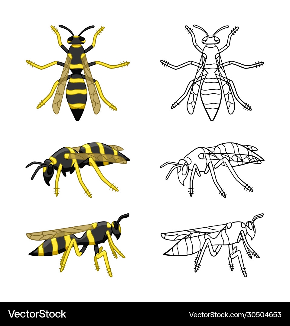 Wasps set colored and line versions isolated Wasps set colored and line versions isolated vector image