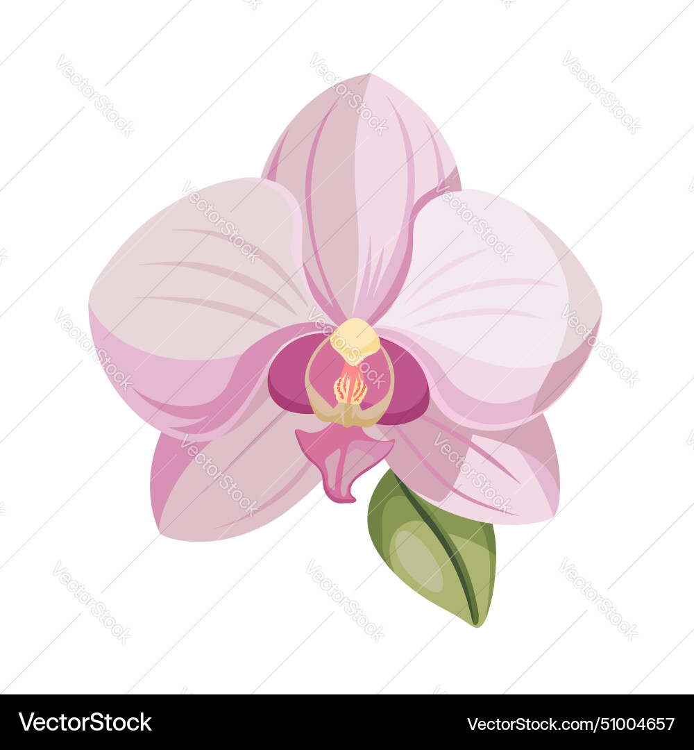 Flower exotic pastel pink orchid vector image