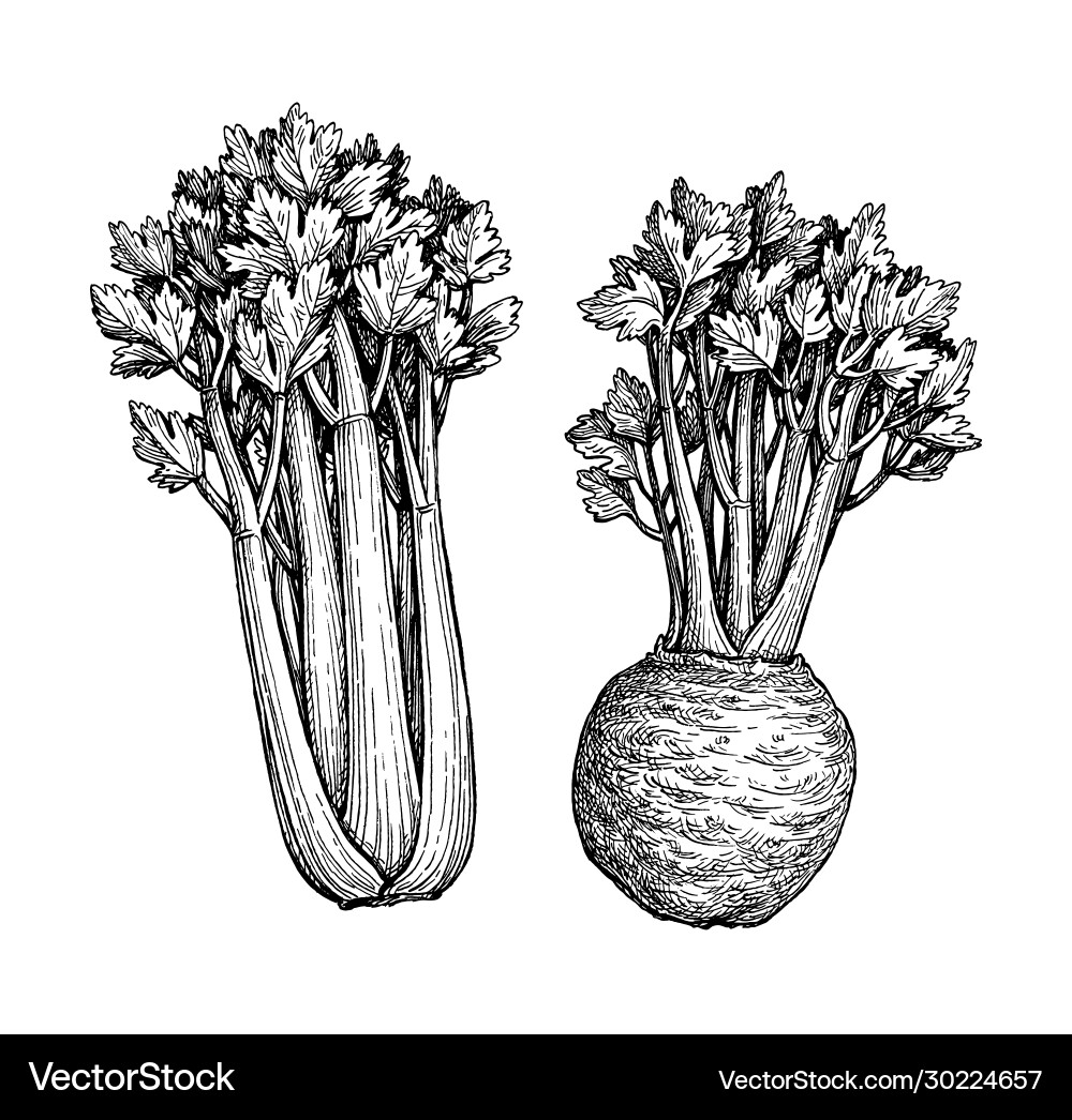 Ink Sketch of Celery vector image