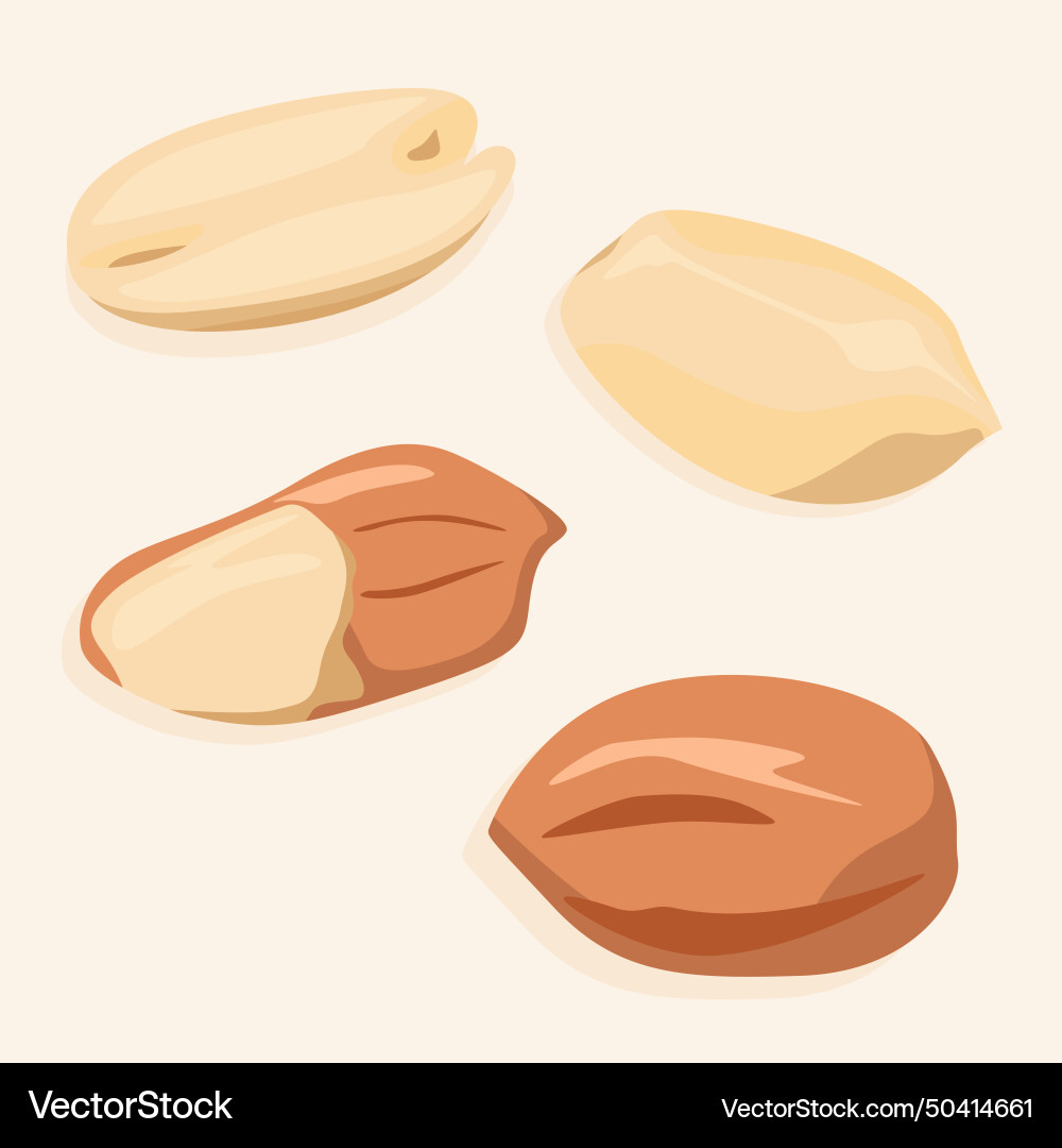 Peanut kernels in shell and peeled vector image