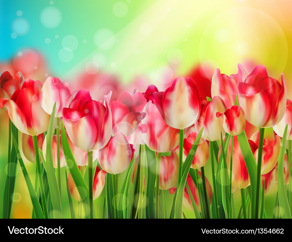 Red tulip with bokeh eps 10 Vector Image