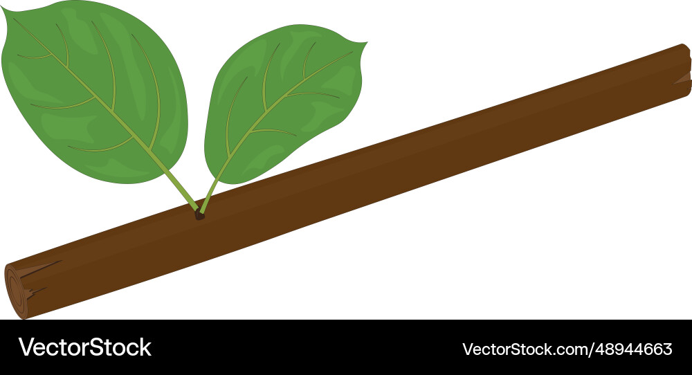 Broken tree branch with only two leaves Vector Image