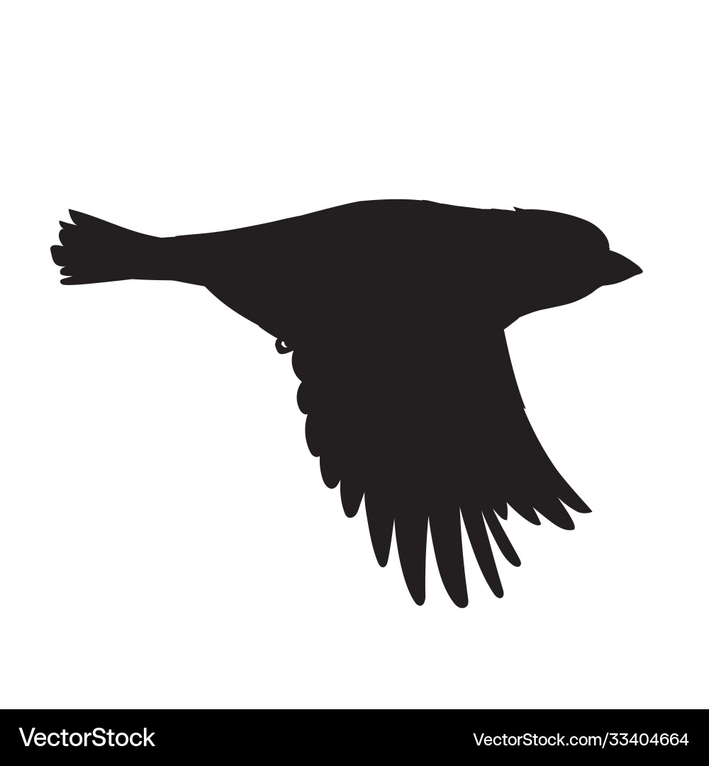 Realistic sparrow flying stencil monochrome Realistic sparrow flying stencil monochrome vector image