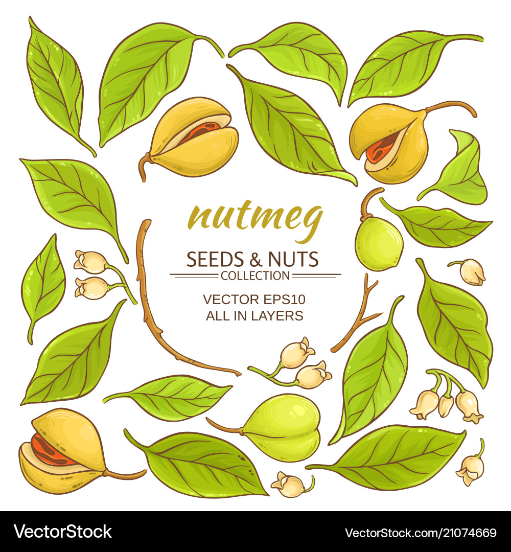 Nutmeg Elements Collection Vector Image