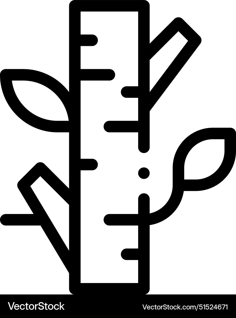 Birch tree icon thin linear style design isolated Birch tree icon thin linear style design isolated Vector Image