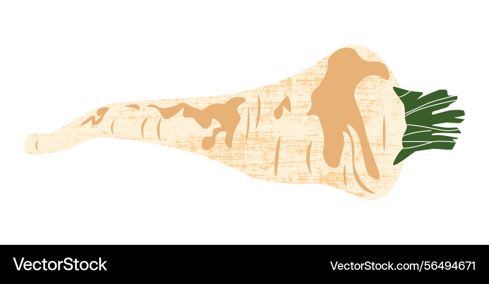 Parsnip icon fresh root vegetable organic Vector Image