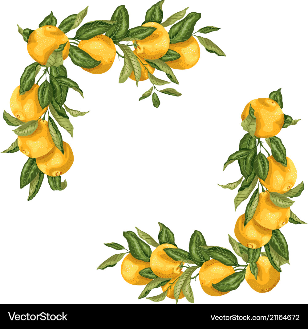 Citrus Frame Elements - Square Template vector image