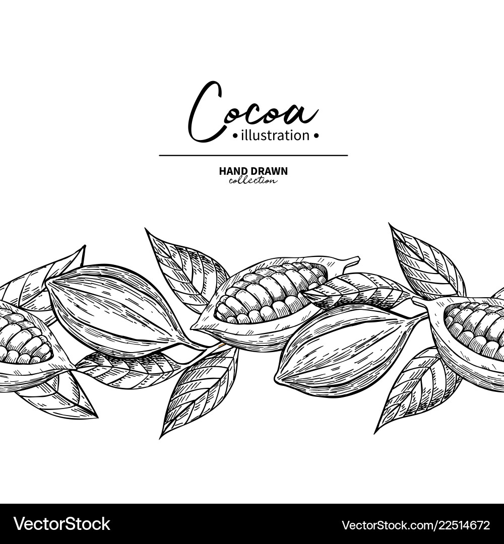 Cocoa Bean Border - Botanical Sketch vector image