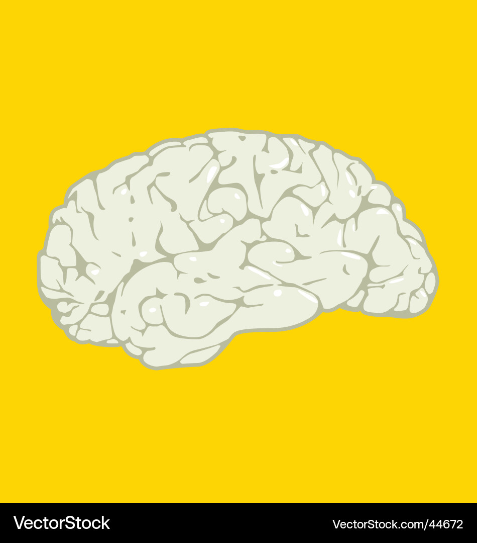 Human Brain Anatomy Vector Image