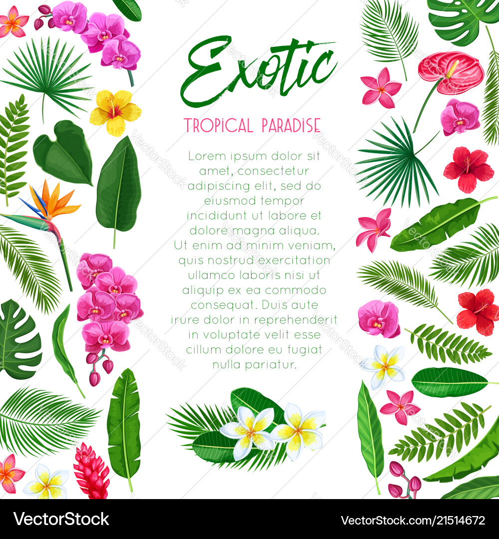 Summere tropical poster Summere tropical poster vector image