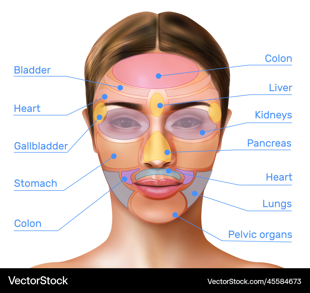 Face mapping infographics Royalty Free Vector Image