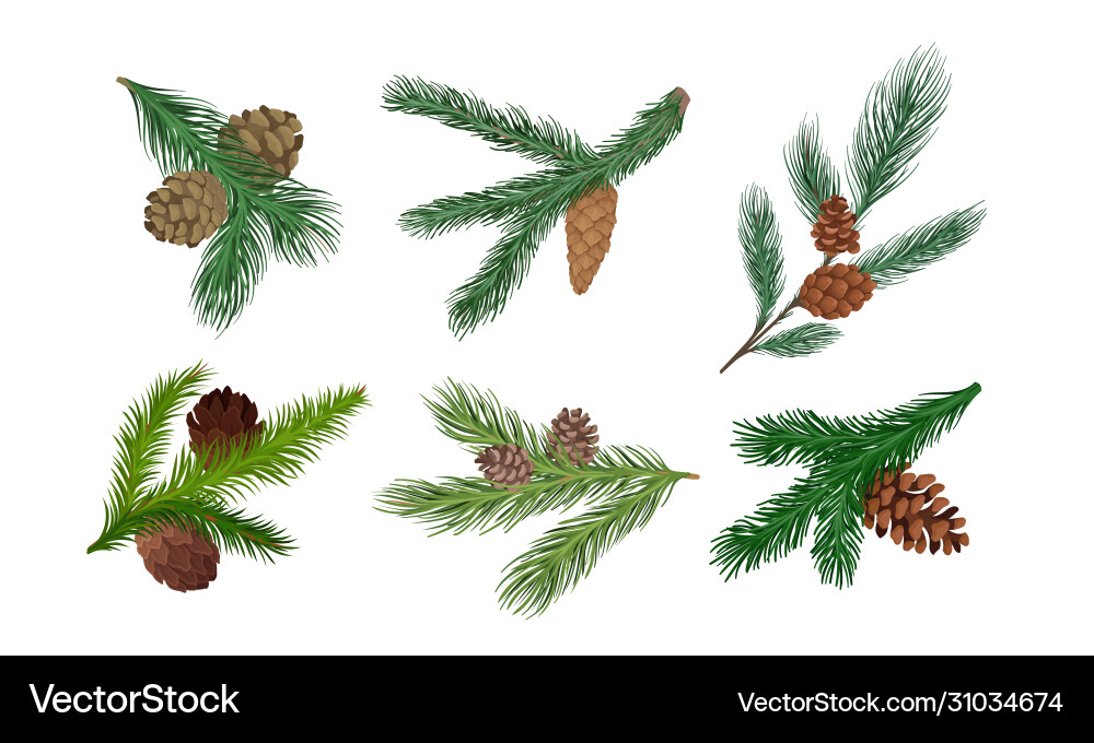 Pine and fir tree branches with cones vector image
