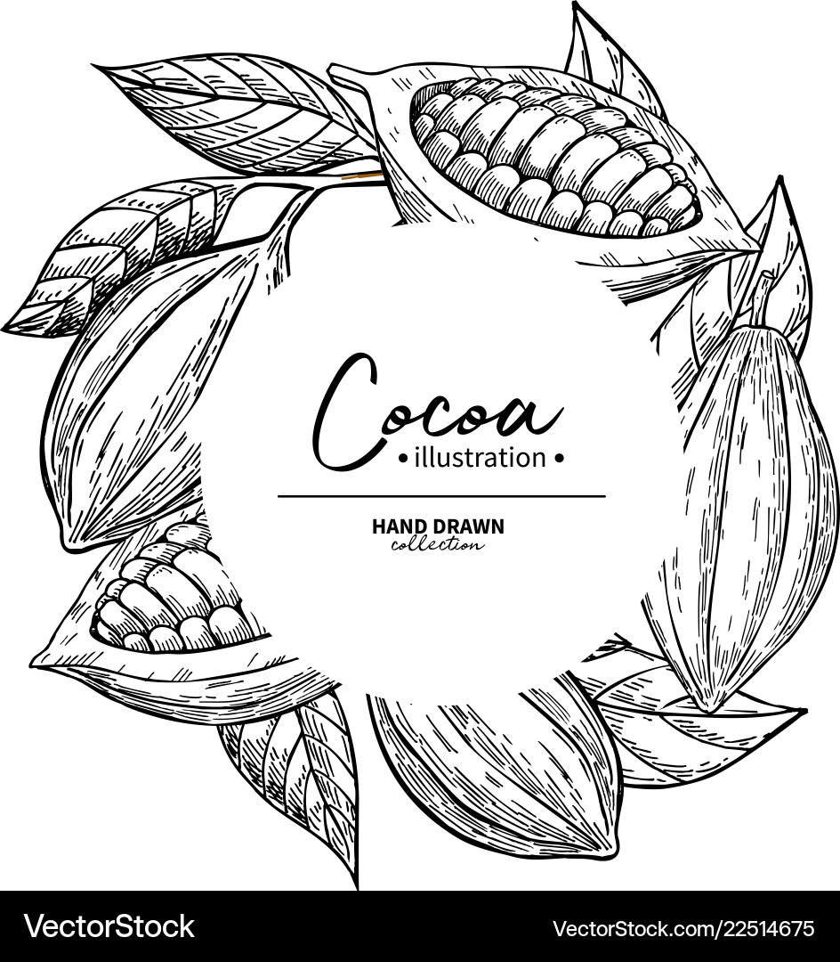 Cocoa Bean Frame - Botanical Sketch vector image