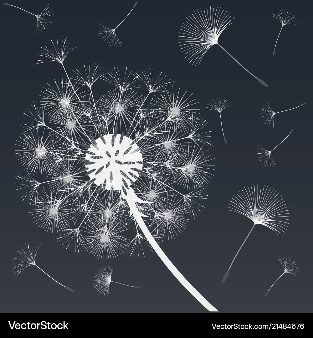 Abstract background of a dandelion for design Abstract background of a dandelion for design vector image