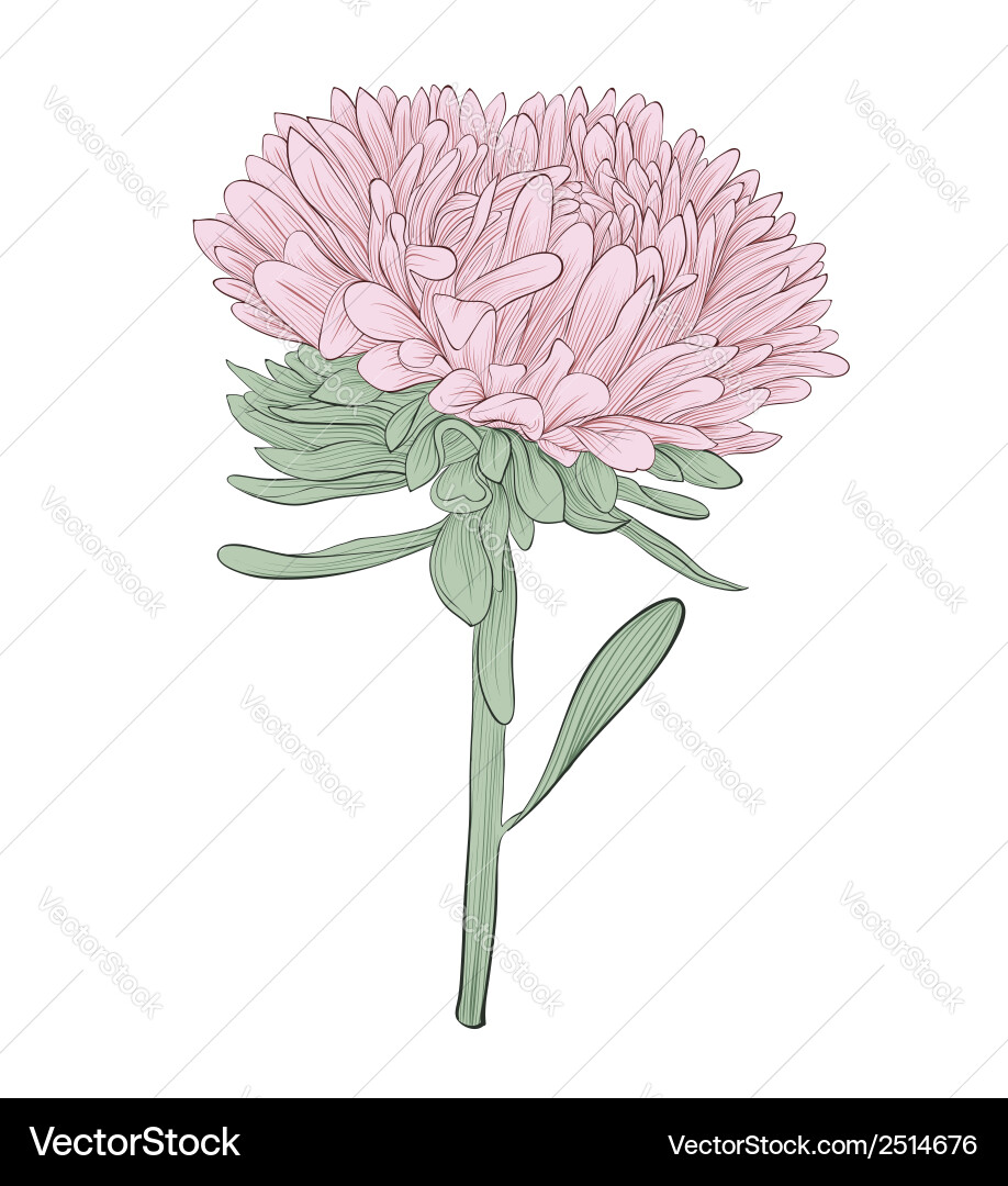 Elegant Aster Flower Vector Image