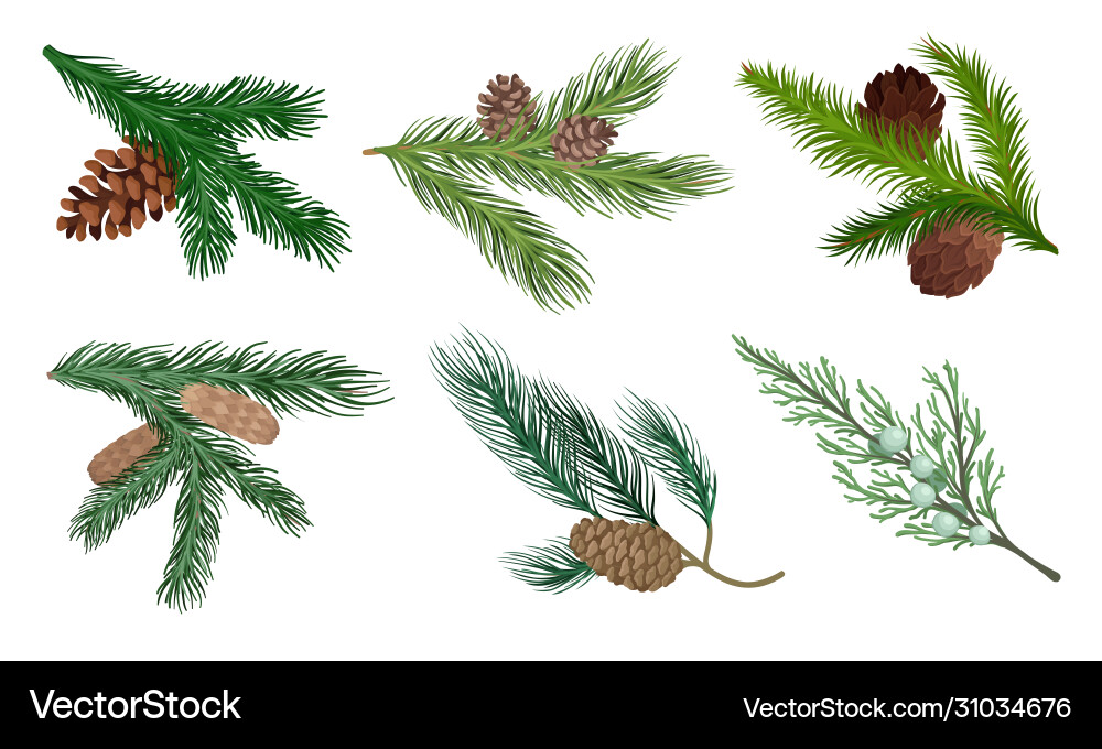 Pine and fir tree branches with cones Vector Image