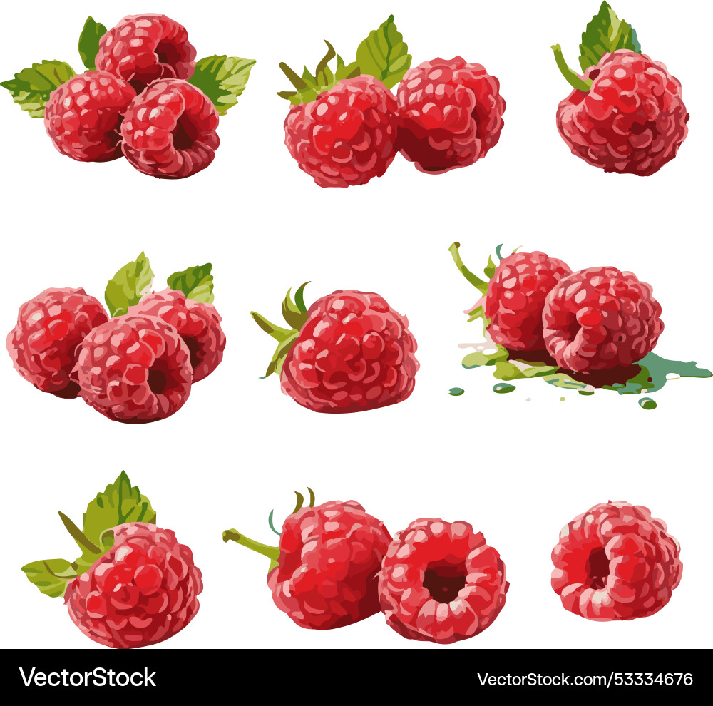 Raspberry image vactor set Vector Image