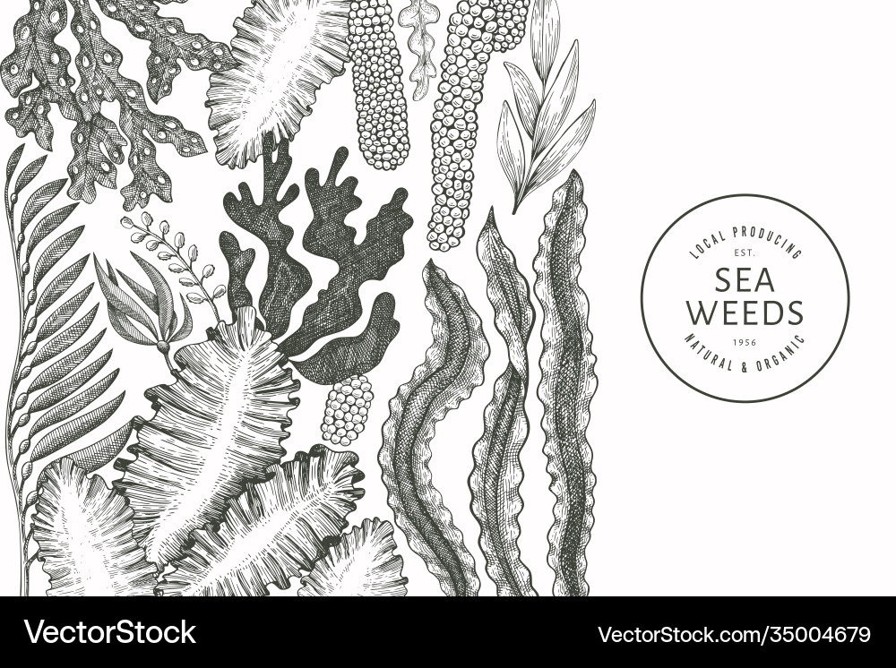Seaweed design template hand drawn seaweeds Vector Image