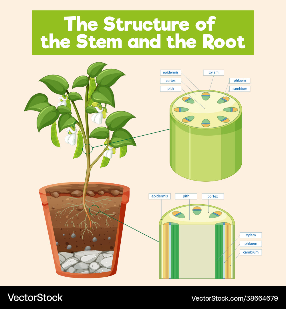 Structure stem and root Vector Image