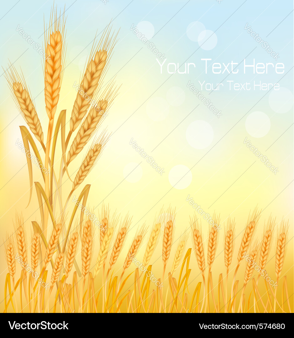 Background wheat ears Royalty Free Vector Image