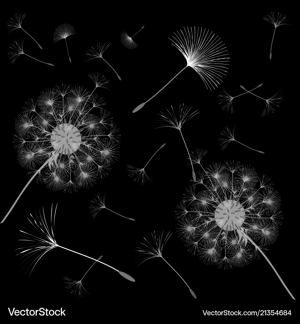 Abstract background of a dandelion for design Abstract background of a dandelion for design vector image