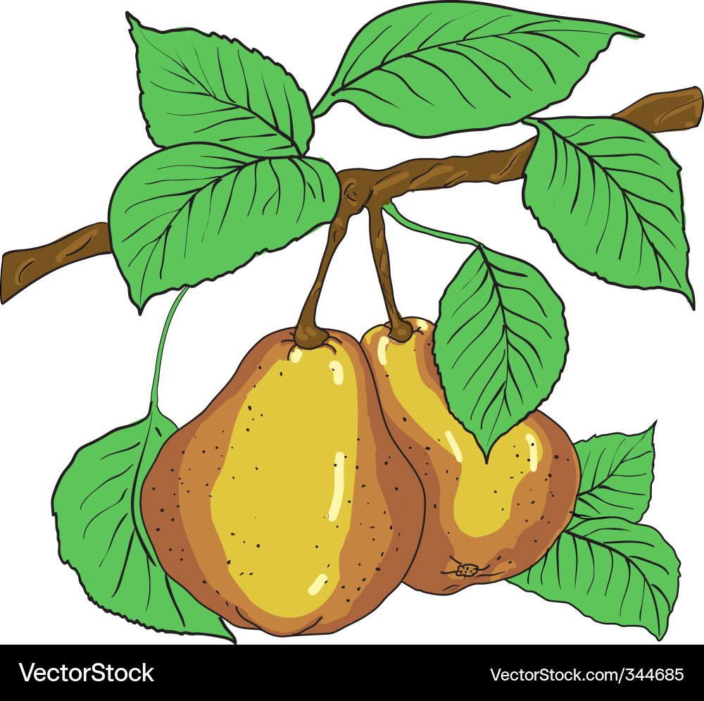 Pear tree vector image