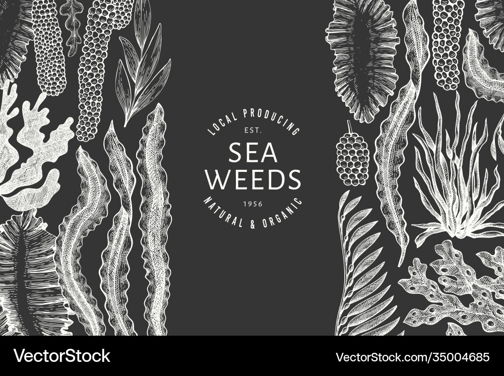 Seaweed design template hand drawn seaweeds Vector Image
