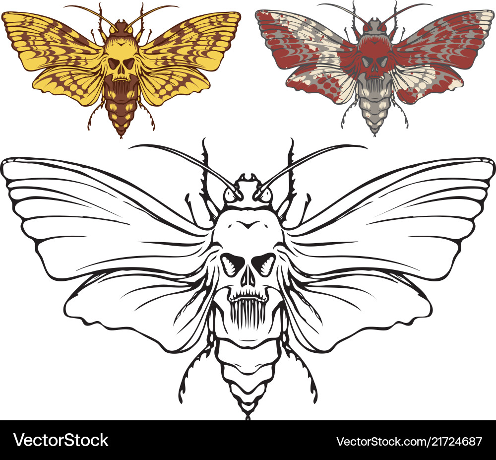 Skull Moth Close-Up Vector Image