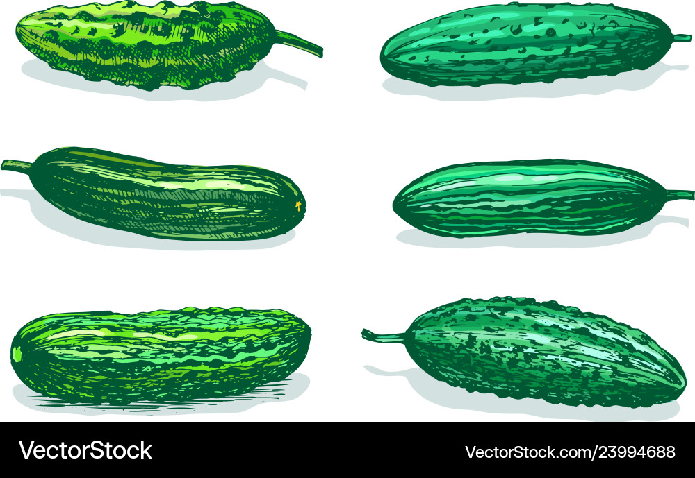Cucumbers table color sketch vector image