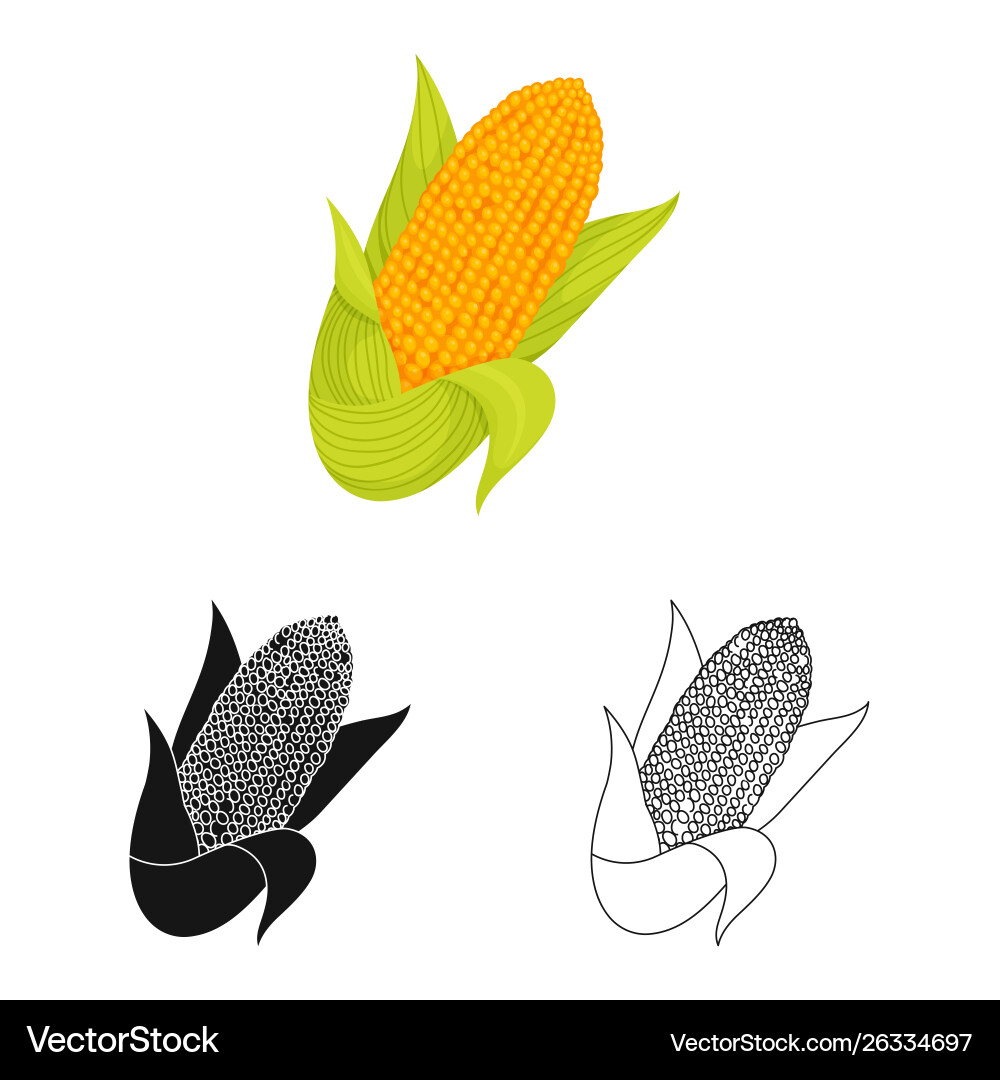 Isolated object cob and maize logo set vector image