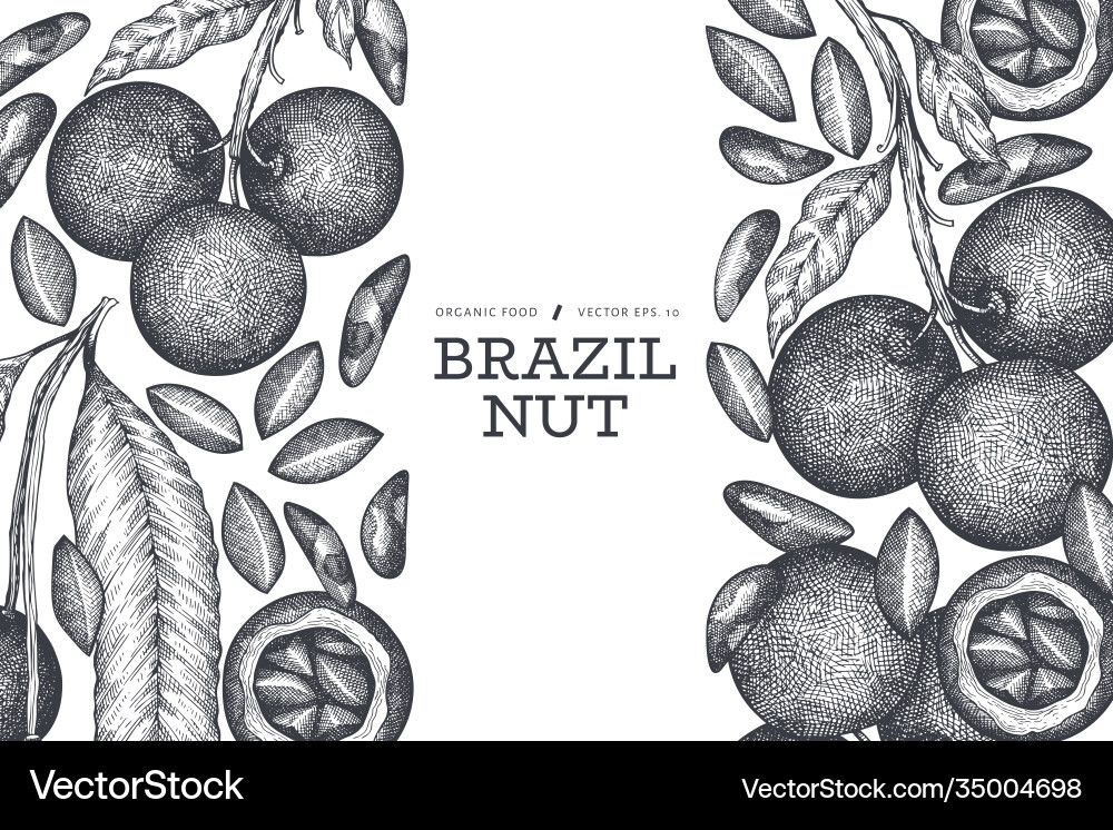 Hand drawn brazilian branch and kernels vector image