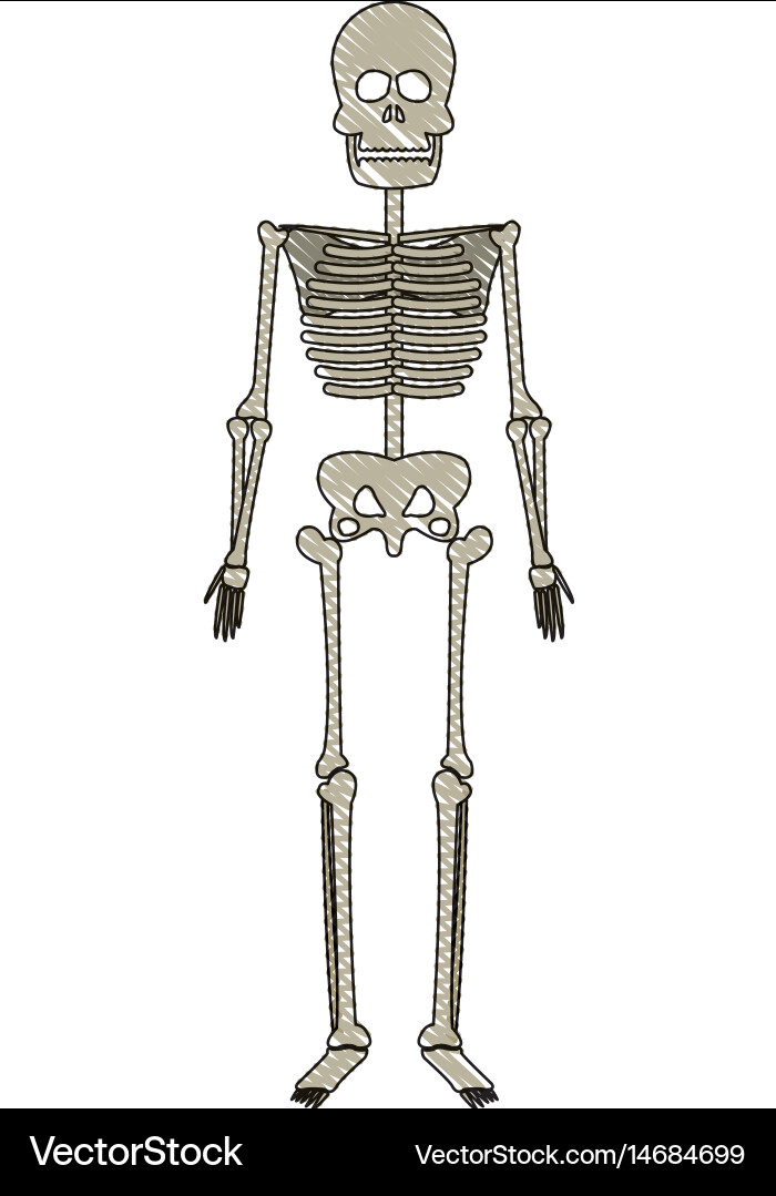 Skeleton Anatomy Human Bones Royalty Free Vector Image