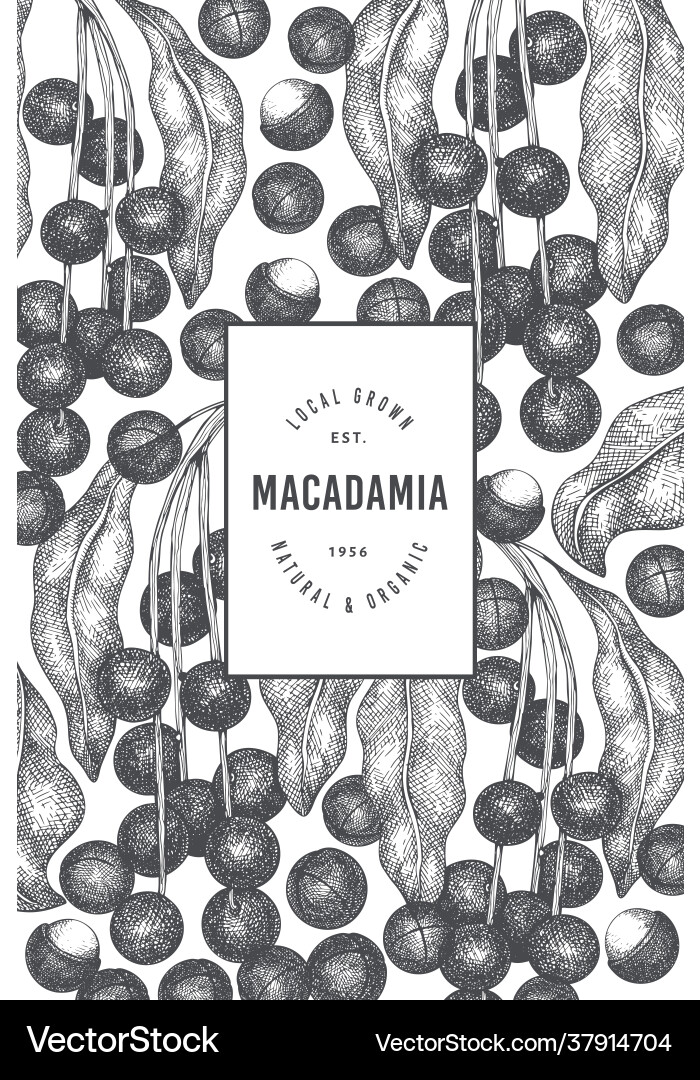 Hand drawn macadamia branch and kernels design Hand drawn macadamia branch and kernels design vector image