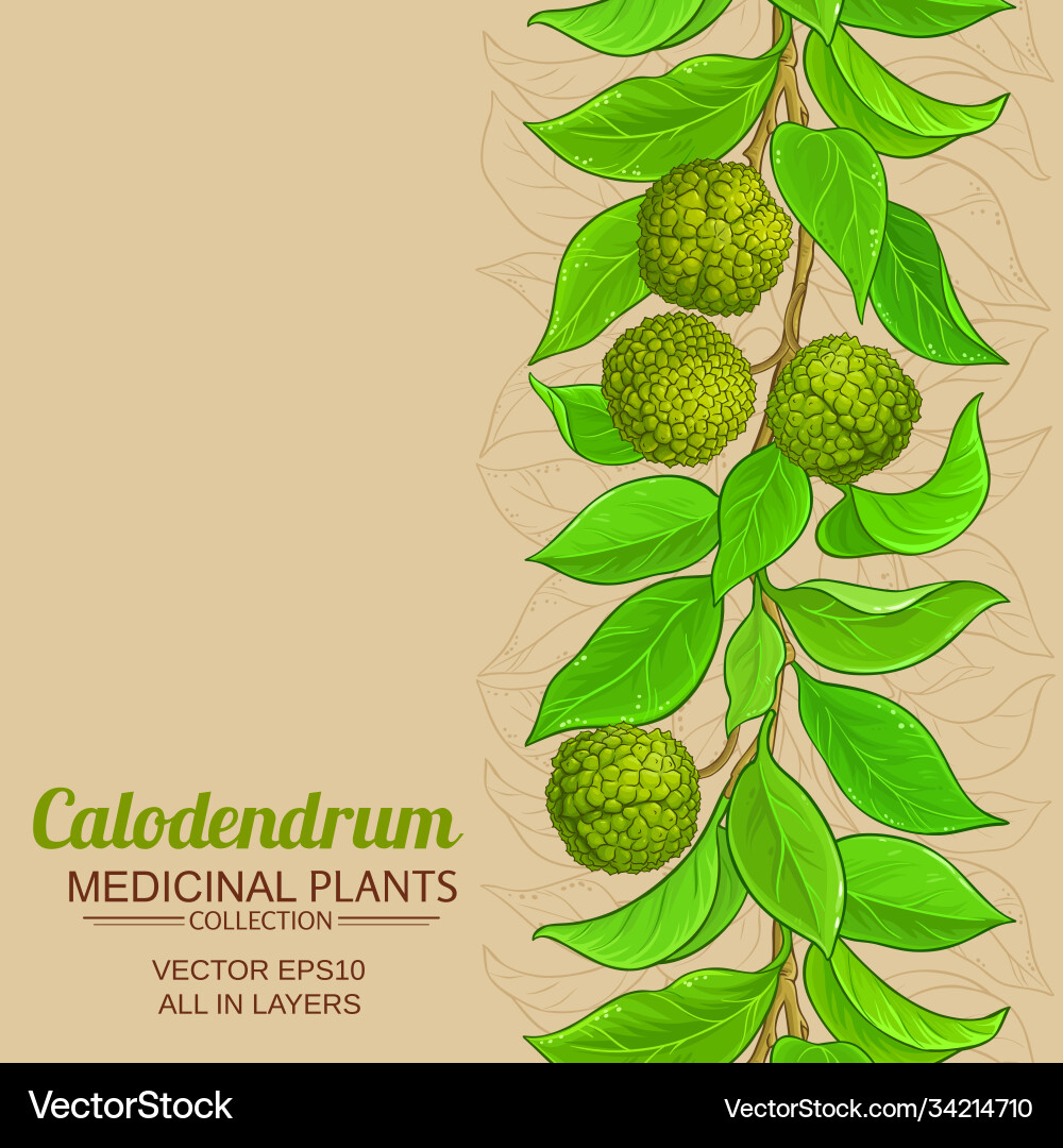 Calodendrum branches pattern on color vector image