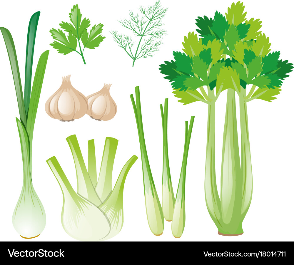 Different types of vegetables vector image