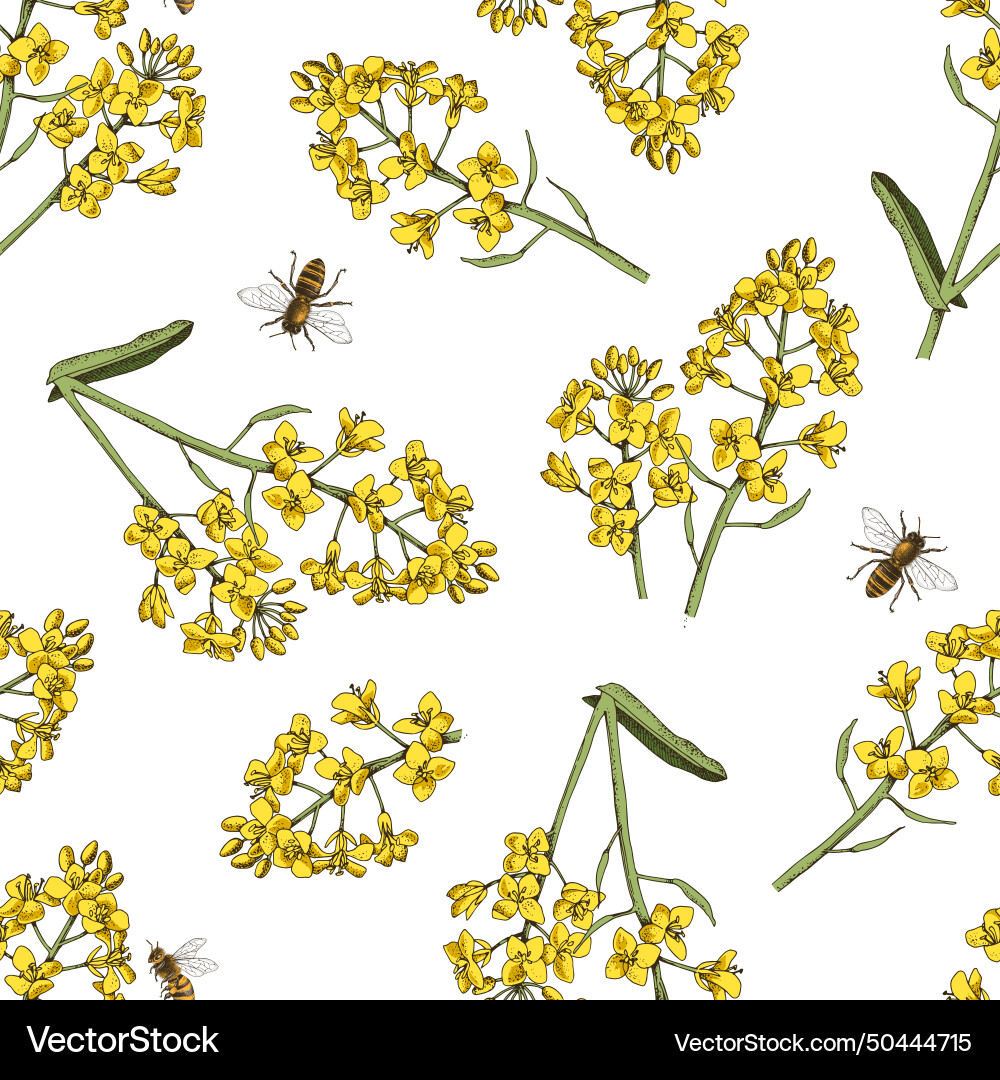 Seamless pattern with bees pollinating rapeseed vector image