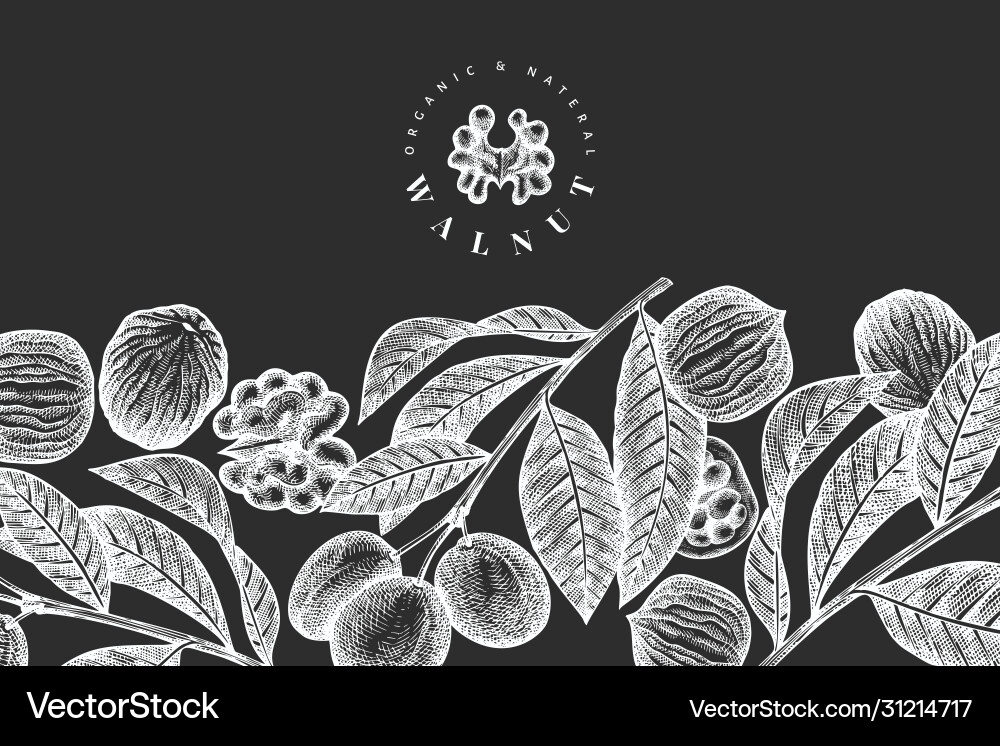 Hand drawn sketch walnut design template organic Hand drawn sketch walnut design template organic vector image