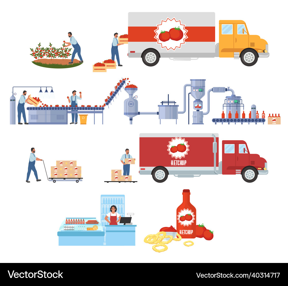 Tomato ketchup production infographic Tomato ketchup production infographic vector image