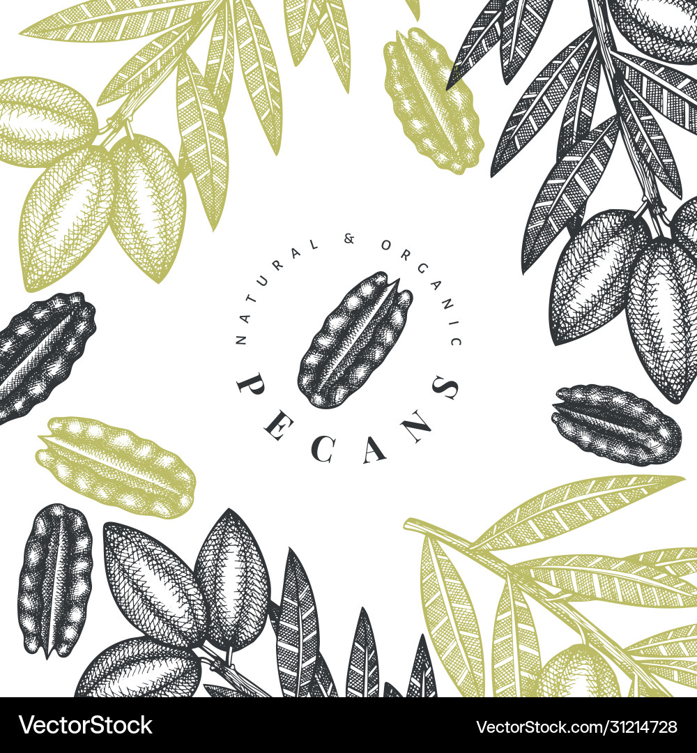 Hand gezeichnete pecan branch und kernels design Hand gezeichnete pecan branch und kernels design vektorbild